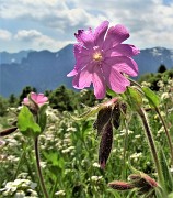 56 Assolo allo zoom di silene dioica